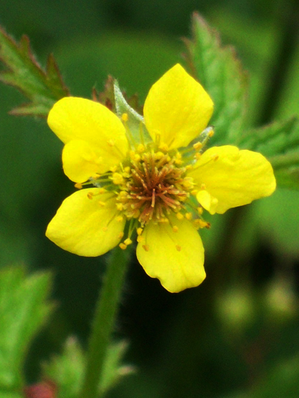 Wood Avens